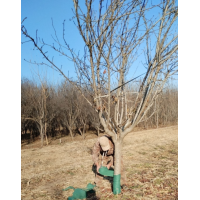樱花 7-13公分樱花树 旱樱 早樱 晚樱 吉野樱花 电议价格有量 厚德苗木 园林绿化
