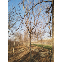 五角枫 出售自家苗圃八公分至十二公分五角枫 园林绿化树 厚德苗木 电议价格有量