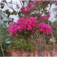 丛生紫薇 大规格园林绿化树 景观树 电议价格现货 北方苗堡 望山松园