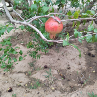 石榴树 丛生多分枝石榴树基地直发 园林街道石榴 树观花观果植物 电议 北方苗堡