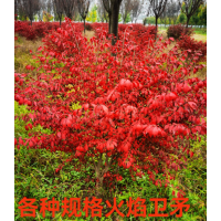 基地出售火焰卫矛球 花坛花境庭院小区园林绿化工程苗火焰卫矛批发 电议 北方苗堡