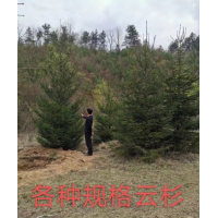 云杉 高度2-8米 冠幅50-350公分四季常青 针叶 园林绿化景观 电议价格 北方苗堡