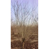 精品老骨架11公分紫叶碧桃 紫叶碧桃 电议价格 现货有量 绿园景园林 沭阳花木城