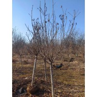 樱花 4-6公分的晚樱 湿地景观树产地 精品樱花种植基地 电议价格 五岳园林