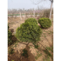 瓜子黄杨球 冠幅1-1.2米瓜子黄杨球 园林绿化绿篱球 绿篱苗 电议价格 五岳园林