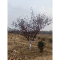 精品大冠10公分美人梅 街道花海绿化风景是 规格齐一手货源 电议价格 五岳园林