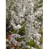 基地供应喷雪花苗 别墅绿化观赏花卉植物 线叶绣线菊 喷雪花，盆栽苗 电议价格 五岳园林