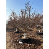 ​8到13公分精品低分枝红枫 红枫树价格 电议有量现货 沭阳胡氏园林绿化有限公司