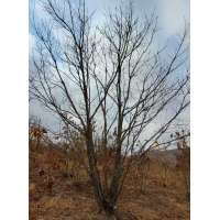 丛生蒙古栎树 孤植 丛植或与其它树木混交成林均甚适宜 电议价格有量 北方苗圃