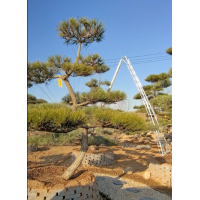 北方苗圃@专营造型松@丛生茶条槭@茶条槭造型树@河南苗木@景观松@黑松