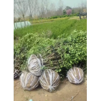 一米二冠卫毛球 出售各种绿化工程苗，色块苗，精品球 江景轩园林绿 电议价格