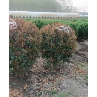 一米冠幅石楠球起货现场 红叶石楠球现货有量 电议价格 江景轩园林