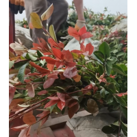 红叶石楠苗 绿篱苗 火焰南天竹苗 金边黄杨 园林绿化小苗 电议现货大量 沭阳茂景园艺场