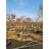 红枫树 红枫 红舞姬红枫盆栽树苗庭院彩色行道风景树植物 电议价格 沭阳阳县盛大园林