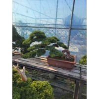 各种造型真柏盆景 匍匐灌木 苗圃自产自销 柏树盆景 电议价格 盛大园林