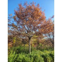 榉树 榉树规格齐全 城市绿化风景行道树 道路种植观赏苗木 电议价格 盛大园林