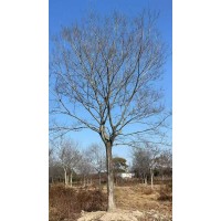 25-30公分朴树 精品朴树 适合公园 庭院 街道 公路等作为荫树 电议价格 启航园林