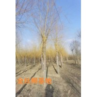 自家苗圃种植 金丝柳5 -6-7-8-10-12-15-18-20公分 保定永兴园林 电议价格
