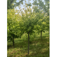 金叶榆 高杆金叶榆 风景树金叶榆榆属落叶乔木 园林庭院绿化工程风景秀丽 电议 德泉园林
