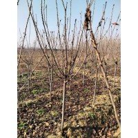 低价出售早樱4-15公分分支一米左右 泰安市方平苗木 电议价格有量现货 园林绿化苗