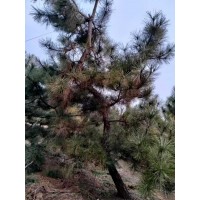 油松地径10-15高度2.5-4米有弯度修剪过几次，造型优选 电议现货 方平苗木