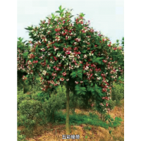 花卉苗木中的一颗璀璨明珠五彩锦带（原名五彩花树）电议价格 天门市特色农业