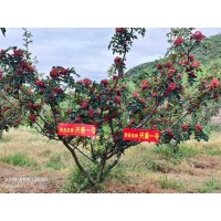 花椒苗 兴秦1号 陕西花椒优良品种 电议价格有量现货 白水县兴秦花椒合作社