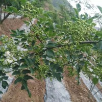 专做花椒苗木选育,花椒收购加工，花椒管理技术培训【兴秦1号】电议价格 兴秦花椒合作社