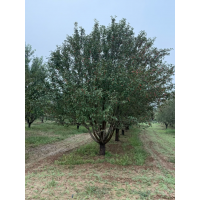 绚丽海棠18-21cm 海棠树 精品海棠 绚丽海棠价格 电议有量现货 大新园林