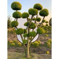 亮晶球、亮晶塔、亮晶多球造型、亮晶棒棒糖 沭阳浙里苗木直销 电议价格有量