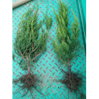 地栽小龙柏苗大田苗龙柏基地临朐批发盆栽小龙柏四季常绿灌木大量 电议 繁海花卉苗木