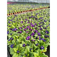 报春花春季观赏草花 耐寒耐旱 草本植物 花色丰富 花期长 电议 青州繁海花卉苗木