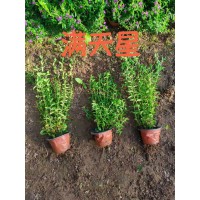 基地供应细叶萼距花别名紫花满天星 雪茄花盆栽地栽苗花坛花境种植 电议 繁海花卉苗木