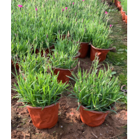 出售宿根花卉 欧石竹 观赏花草常夏石竹 基地自产自销品种齐全 电议 金华园艺