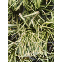 出售双色盆金叶苔草。双色盆绣线菊粉色的 电议 金华园艺 观赏草大量供应