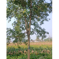 12-13-14公分女贞紧急处理有图，价格到位 盐城丰奕生态苗木 园林绿化精品树