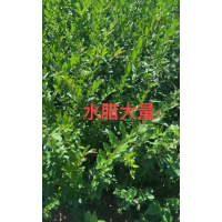 水蜡 水蜡毛球 水蜡小苗 园林绿化绿篱小苗大量 东北苗木 宏远百亩灌木基地 电议价格