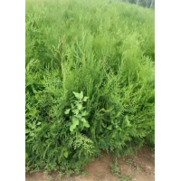 侧柏苗 0.6-0.8米侧柏杯苗现货供应 园林绿化小苗 东北绿化苗 电议 营口宏远百亩灌木基地