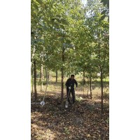 五公分香樟 行道树 常用景观树 易成活 四季常青 苏港镇绿如林苗木 电议价格