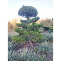 龙柏造型还有20棵 盆栽地栽 植株强壮 庭院小区绿化用 耐修剪 电议价格 一景生态