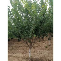 染井吉野 日本早樱 晚樱5-18公分高杆樱花树品相好当年开花 临汾尧崧园林 电议价格