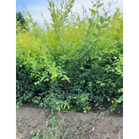 金叶榆 营养杯金叶榆苗 河北地区金叶榆营养杯苗大量现货 园林绿化小苗 电议 婷婷苗圃场