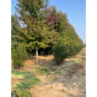 11公分彩叶豆梨 道路绿化防护树落叶乔木棠梨野梨树厂家 电议价格 邢台金泉农业