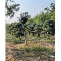 老桩造型对节白蜡 高度1-2米 园林景区栽种造景风景绿化树 形态优美 电议价格 金泉农业