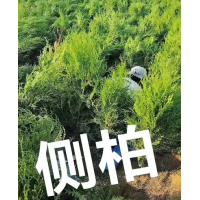 侧柏 1.2米侧柏 苗圃基地现挖出售侧柏 公园景区道路绿化植物 四季常青吸音降噪