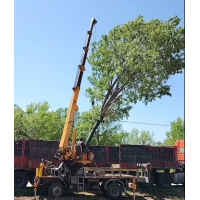 元宝枫装车中，15-24公分元宝枫大量出售 电议价格 河北秀枫园林苗圃 园林绿化树