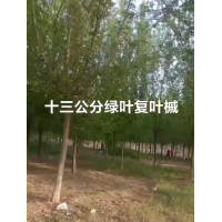 复叶槭 绿叶复叶槭 十三公分绿叶复叶槭挖树中 电议价格有量 河北秀枫园林苗圃