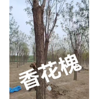 香花槐 嫁接香花槐 环境适应能力强 养护成本低 现挖现卖 无病虫害 电议 河北秀枫园林