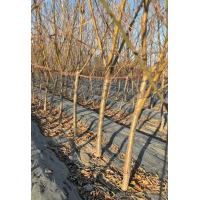 樱桃树 三公分桃树基地直供 果树苗销售大量现货电议 昌黎县凯林苗木繁育基地