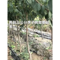 李子苗 2-3公分李子苗 大量果树苗 各种果树苗现货供应电议价格 凯林苗木繁育基地